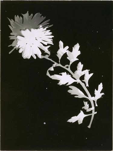 Flower  - Laszlo Moholy-Nagy