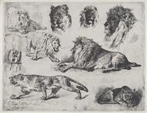 Study of Lions - Cesare Biseo