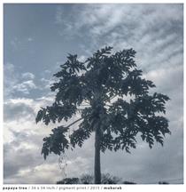Papaya tree - Mubarak Atmata