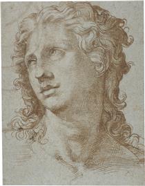 Male Head - Bartolomeo Passarotti