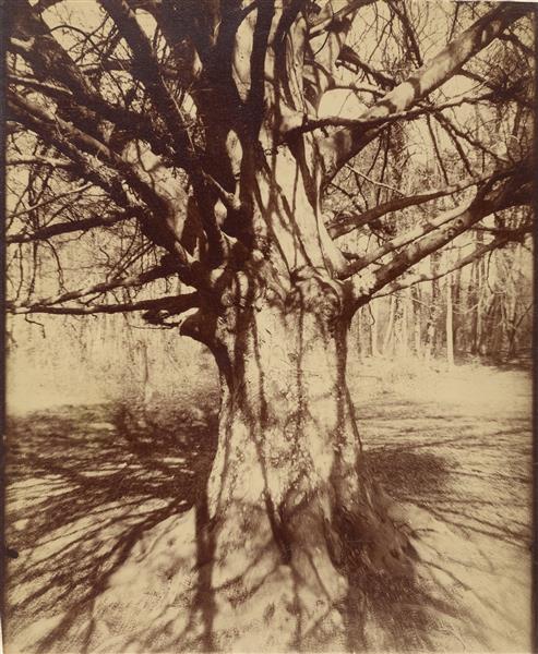 Beech Tree, 1915 - Ежен Атже