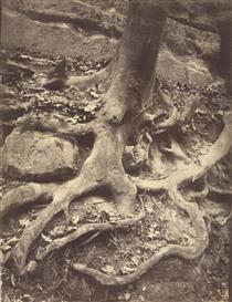 Tree Roots, Saint-cloud - Ежен Атже
