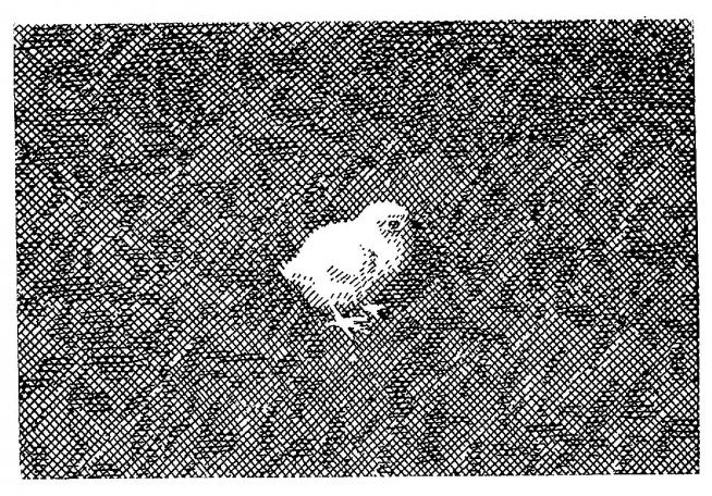 Illustration for the collection of short stories by Yevhen Gutsal "In the stork village", 1969 - Hryhorii Havrylenko