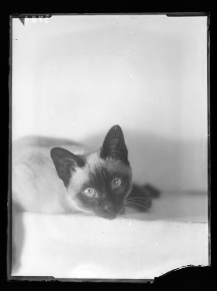 Siamese cat, 1930 - Martin Munkácsi