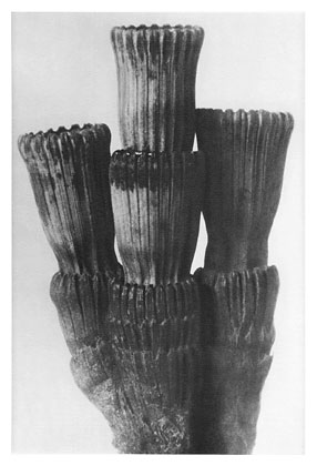 Art Forms in Nature 5, 1928 - Karl Blossfeldt