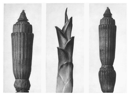 Art Forms in Nature 7, 1928 - Karl Blossfeldt