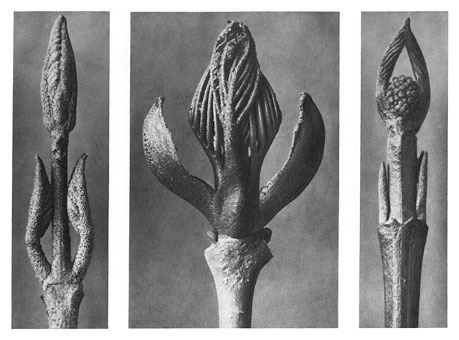 Art Forms in Nature 9, 1928 - Karl Blossfeldt