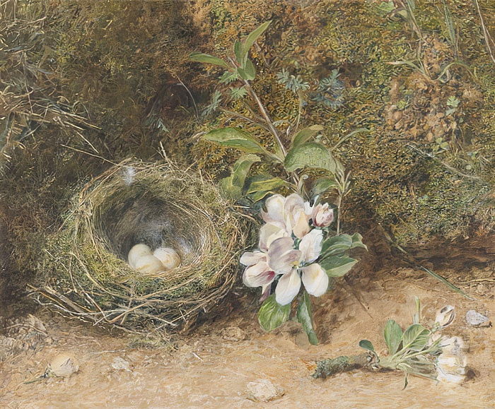 Bird's nest with sprays of apple blossoms, c.1845 - c.1850 - Уильям Генри Хант