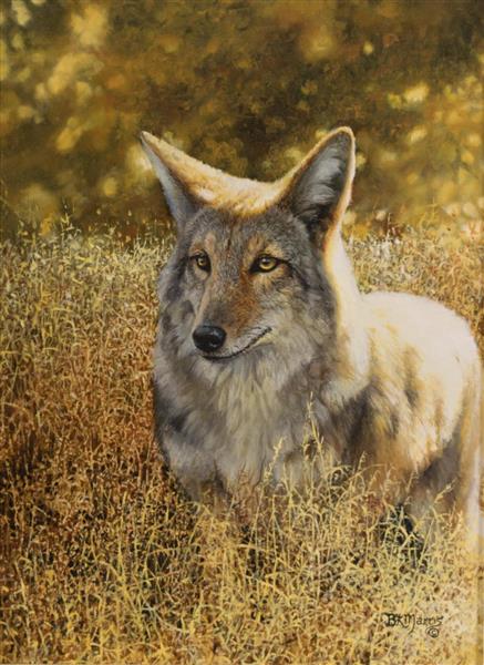 coyote in a field of grass - Bonnie Maris