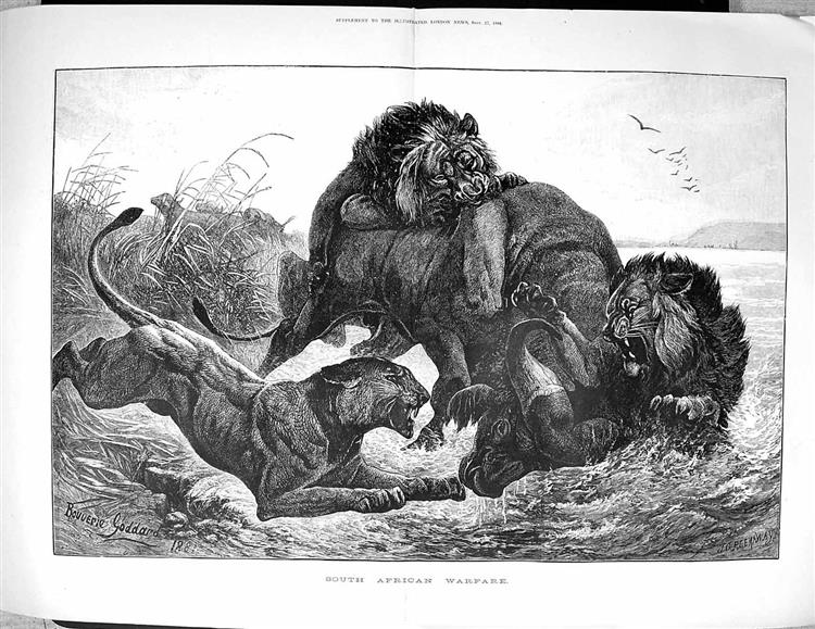 Lions attacking buffalo - George Bouverie Goddard