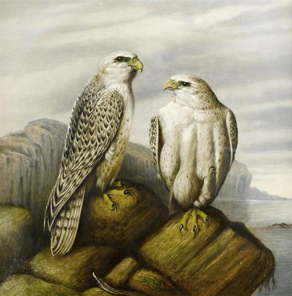 Gyr Falcons On A Rocky Ledge - Joseph Wolf