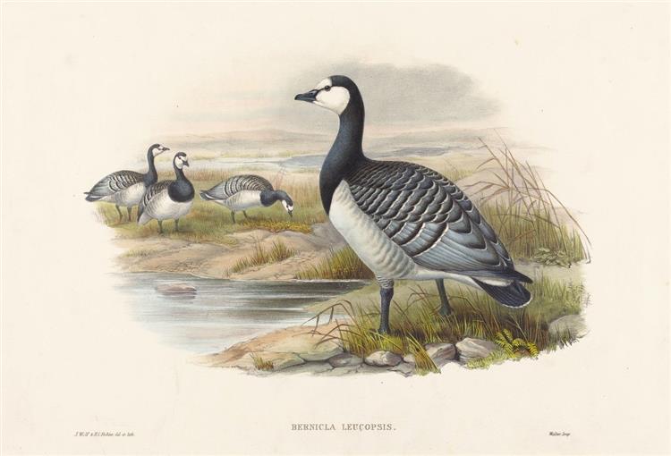 Barnacle Goose (Bernicla Leucopsis) - Joseph Wolf
