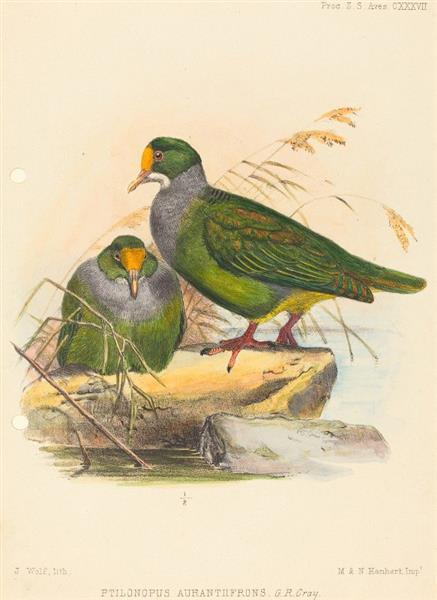 Two Birds (Ptilonopus Auranthfrons) - Joseph Wolf