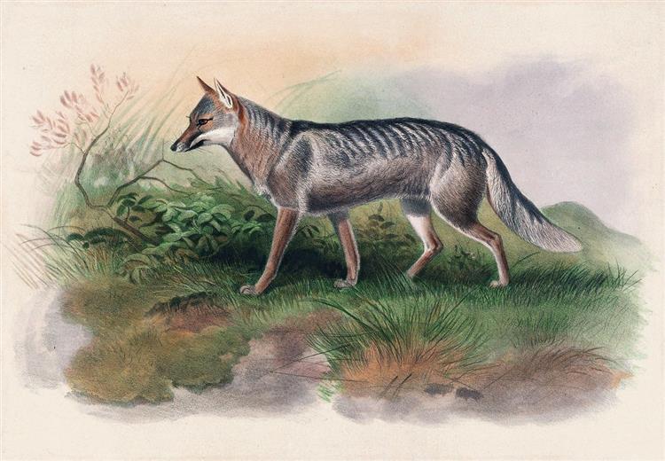 Azara’s Fox - Joseph Wolf