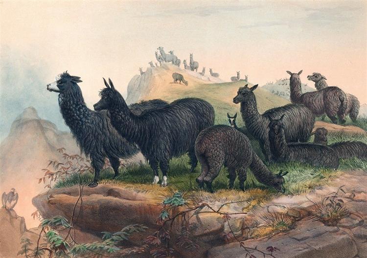 The Alpaca - Joseph Wolf