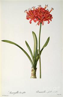 Amaryllis Curvifolia - Pierre Joseph Redoute