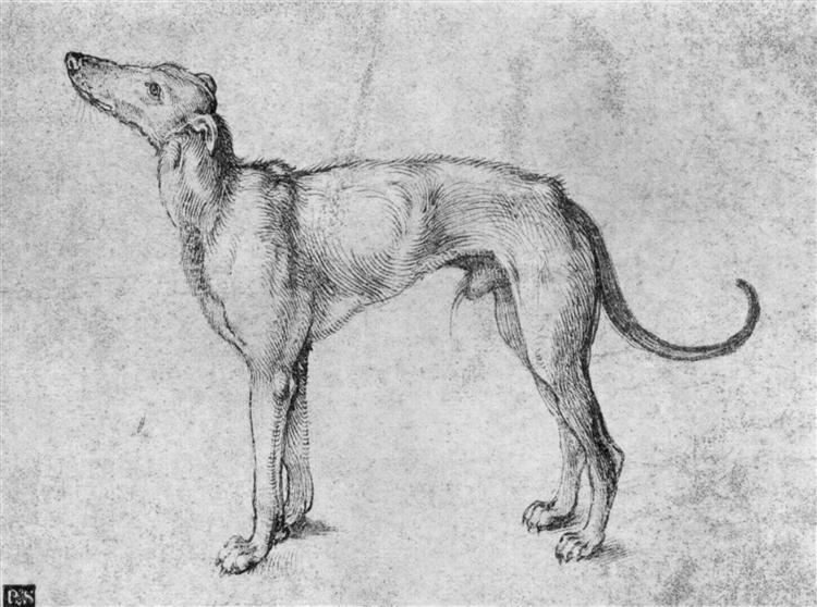 Greyhound, 1500 - 1501 - Albrecht Durer