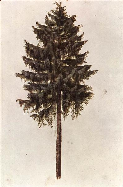 Pine, 1495 - 1497 - Alberto Durero
