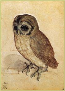 The Little Owl - Albrecht Durer