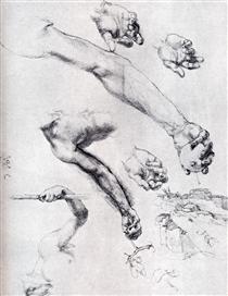 Three Studies From Nature For Adam`s Arms - Albrecht Dürer