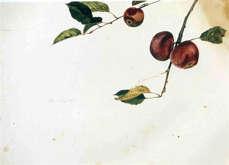 Apples on a Bough, Study Before Picking - Andrew Wyeth
