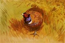A Cock Pheasant - Арчібальд Торберн