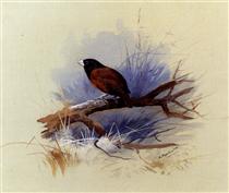 A Nepalese black headed nun in the branch of a tree - Archibald Thorburn