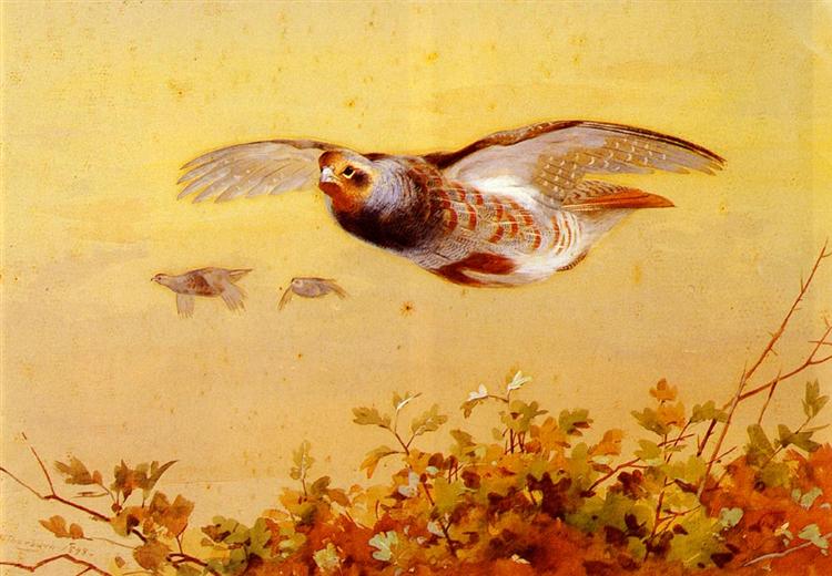 English Partridge In Flight, 1898 - Archibald Thorburn