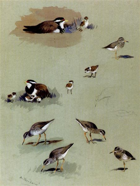 Study of sandpipers, cream coloured coursers and other birds - Арчибальд Торберн