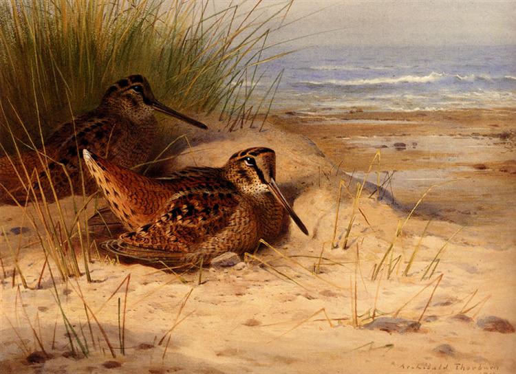 Woodcock Nesting On A Beach, 1910 - Archibald Thorburn