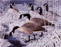Geese and hoar-frost - Charles Tunnicliffe