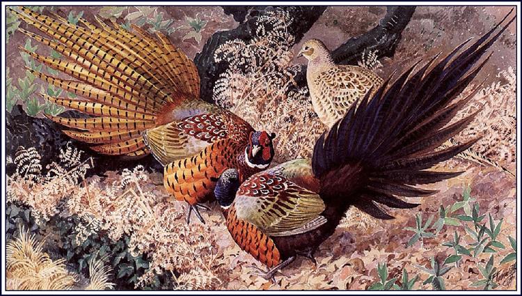 Ring-neck Pheasants - Charles Tunnicliffe