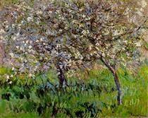 Apple Trees in Bloom at Giverny - Claude Monet