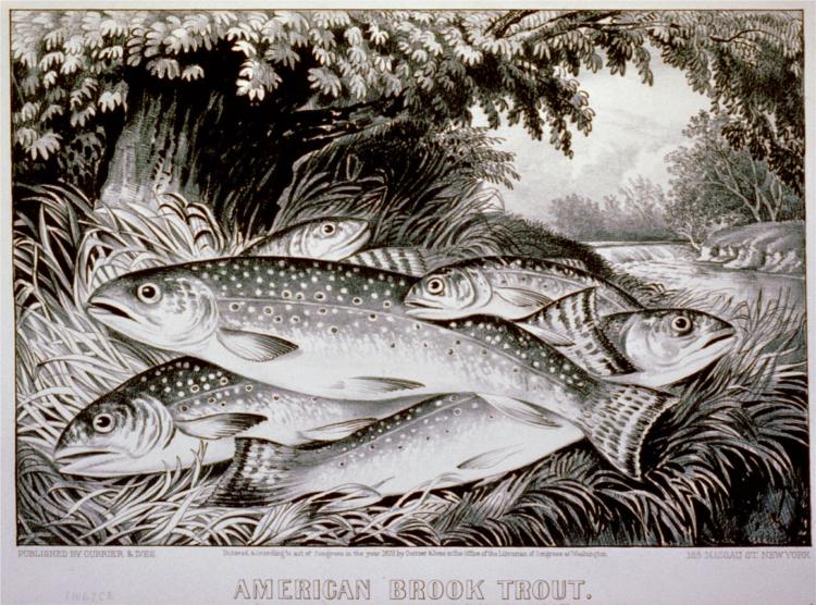 American brook trout, 1872 - Куррье и Айвз