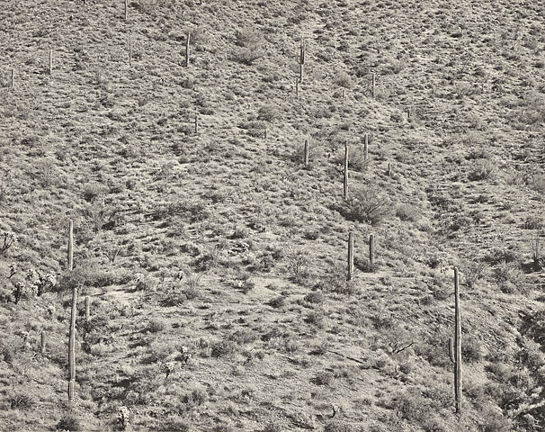 Arizona Landscape, 1945 (gelatin silver photograph), 1945 - Frederick Sommer