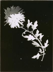 Flower - László Moholy-Nagy