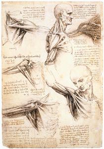 Анатомічні дослідження плеча - Леонардо да Вінчі
