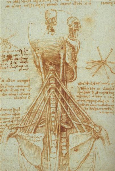 Анатомія шиї, 1515 - Леонардо да Вінчі