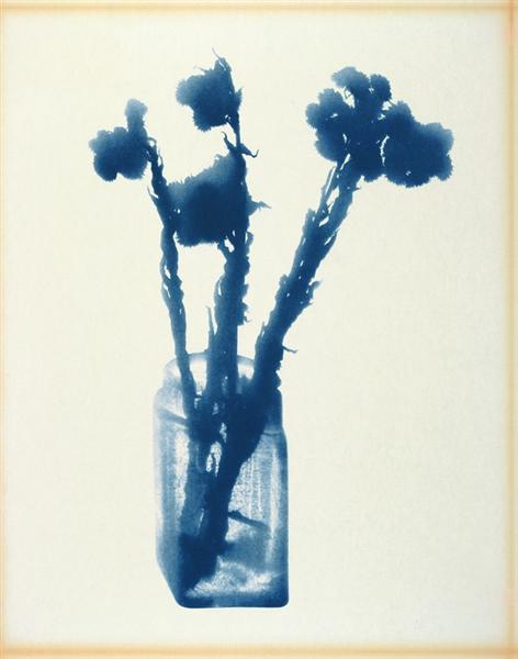 Anaphalis Margaritacca, 1972 - Lourdes Castro