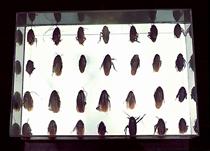 Box of Cockroaches - Lygia Pape