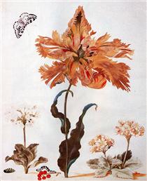 A Parrot Tulip, Auriculas, and Red Currants, with a Magpie Moth, its Caterpillar and Pupa - Maria Sibylla Merian