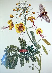from Metamorphosis insectorum Surinamensium, Plate XLV - 瑪麗亞·西碧拉·梅里安