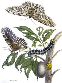 from Metamorphosis insectorum Surinamensium, Plate XX. (Thysania agrippina) - Maria Sibylla Merian