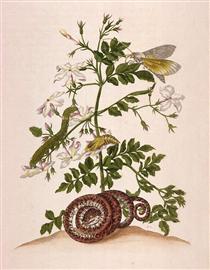 Metamorphosis insectorum Surinamensium (Metamorphosis of the Insects of Suriname), figure 46 - 瑪麗亞·西碧拉·梅里安