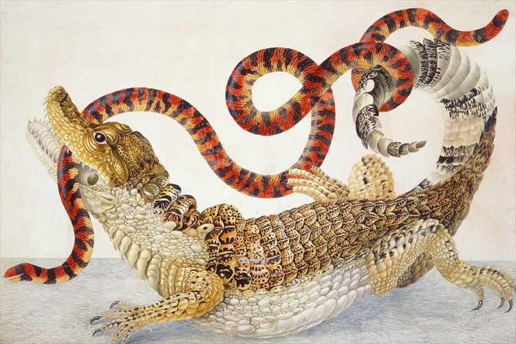 Spectacled Caiman (Caiman crocodilus) and a False Coral Snake (Anilius scytale), c.1705 - c.1710 - Мария Сибилла Мериан