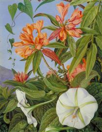A Javan Rhododendron and Ipomoea - Marianne North