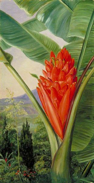Banana, American Aloe and Cypress in a Garden, Java, 1876 - Marianne North