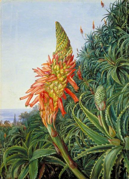 Common Aloe in Flower, Teneriffe, 1875 - Marianne North