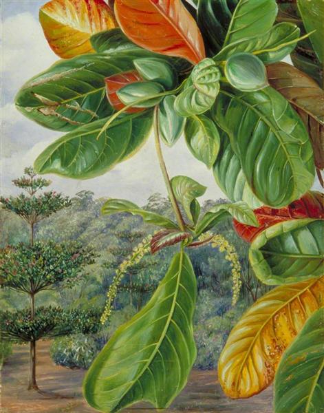 Indian Almond, 1870 - 玛丽安娜·诺斯