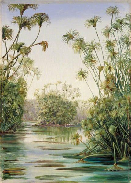 Papyrus or Paper Reed Growing in the Ciane, Sicily, 1870 - Marianne North